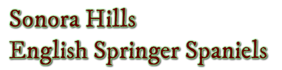 Sonora Hills English Springer Spaniels